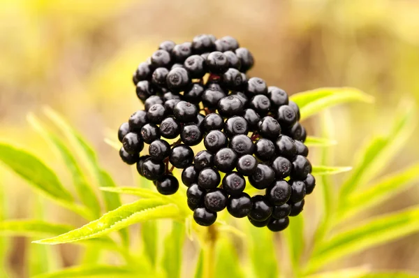 Black berry — Stock Photo, Image