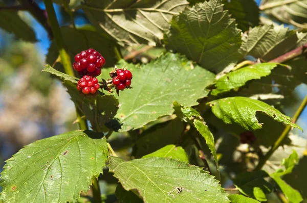 Wild blackberries — Stock Photo, Image