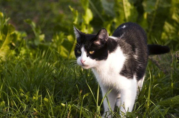 Schwarze und weiße Katze — Stockfoto