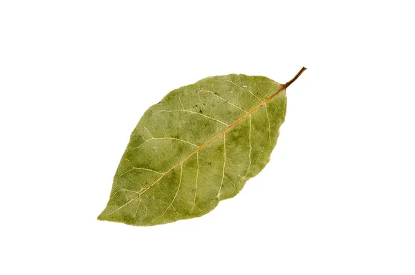 말린된 베이 잎 — 스톡 사진
