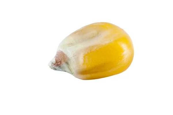 One grain of corn — Stock Photo, Image