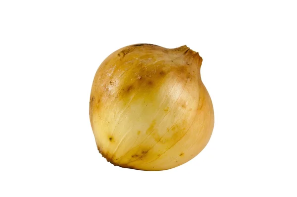 Bir soğan — Stok fotoğraf