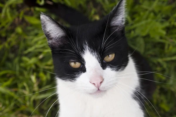 Zwarte en witte kat — Stockfoto