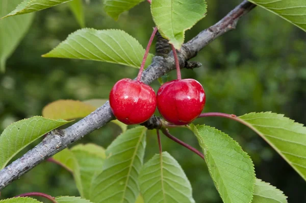 Sweet cherry on a tree — Stock Photo, Image