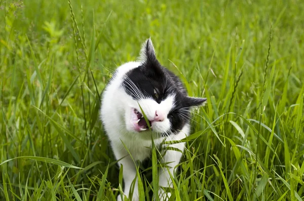 Kat eten van gras — Stockfoto