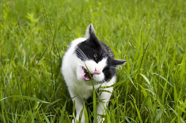 Katten äter gräs — Stockfoto