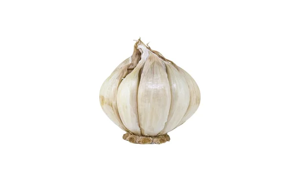 One garlic — Stock Photo, Image