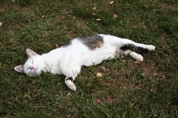 Kat op gras — Stockfoto