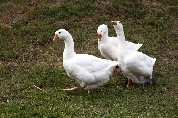 Trois oies blanches — Photo