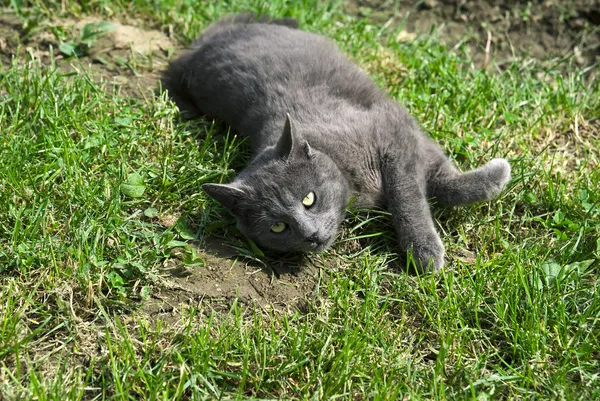 Graue Katze im Gras — Stockfoto