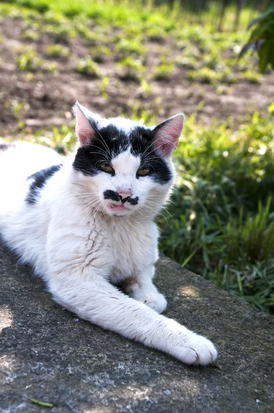 滑稽小胡子的猫 — 图库照片