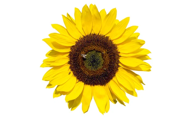 Sunflower on white background — Stock Photo, Image
