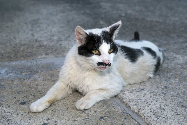 滑稽小胡子的猫 — 图库照片