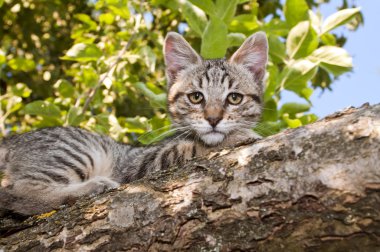 ağaçta kedi