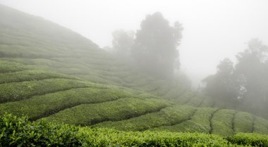 çay plantasyon
