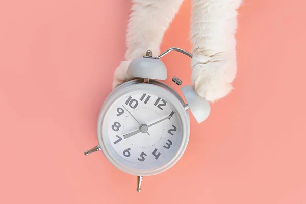 Çalar saat pembe bir arka planda duruyor, yanında kedi pençeleri var. Sabah konsepti, uyanış. Minimalizm, üst görünüm, kopyalama alanı