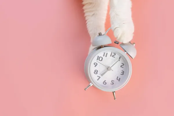 Vekkerklokken Ligger Rosa Bakgrunn Ved Siden Den Det Kattepoter Morgenens – stockfoto