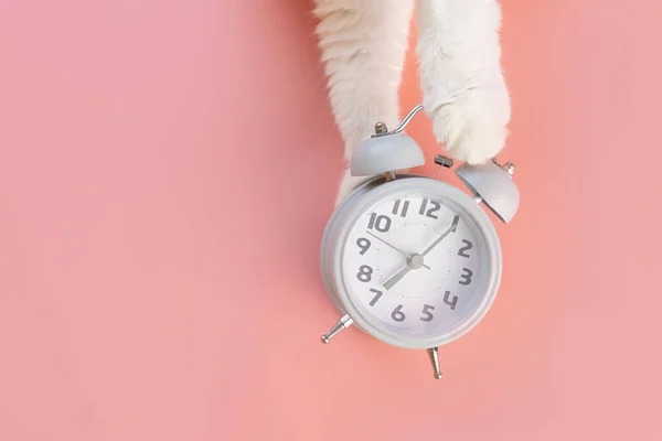 目覚まし時計はピンクの背景にあり その隣には猫の爪があります 朝の概念は 目覚め ミニマリズム トップビュー コピースペース — ストック写真