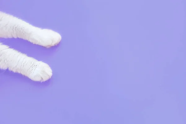 Patas Gato Branco Fundo Pastel Muito Peri Vista Cima Conceito — Fotografia de Stock
