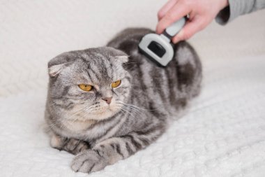 Kedi ve kürdan. El, evcil hayvan kıllarını taramak için bir küratör tutuyor. Sağlıklı yün kavramı, kediler için hijyen prosedürleri, tımar etme.
