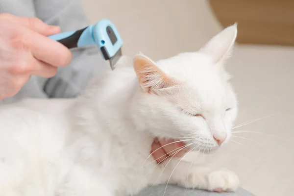 Gato Furminador Mão Segura Furminator Para Pentear Cabelo Animal Estimação — Fotografia de Stock
