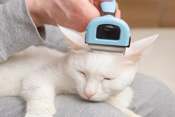 Cat Furminator Hand Holds Furminator Combing Pet Hair Concept Healthy — Stock Photo, Image