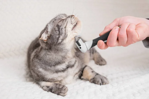 Kot Furminator Dłoń Trzyma Furminatora Czesania Sierści Zwierzęcia Koncepcja Zdrowej — Zdjęcie stockowe