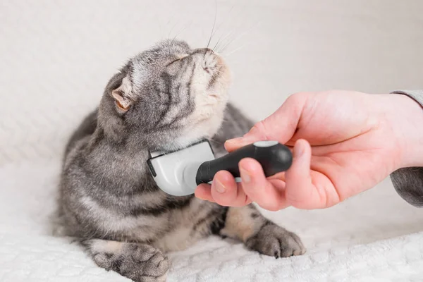 Kot Furminator Dłoń Trzyma Furminatora Czesania Sierści Zwierzęcia Koncepcja Zdrowej — Zdjęcie stockowe