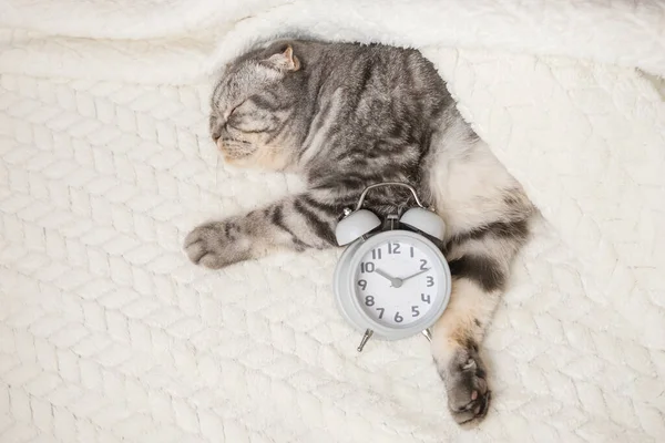줄무늬 스코틀랜드 산접기 고양이 소파에 발에는 시계가 아침의 귀여운 — 스톡 사진