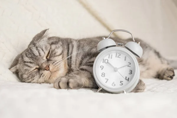 灰色と黒の縞模様のスコットランドの折りたたみ猫はソファの上にあり 彼女の足には灰色の目覚まし時計があります 朝の概念は 目覚め かわいいです面白いペット — ストック写真