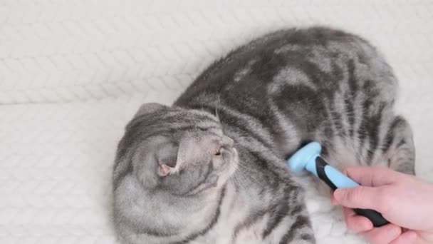Tatminsiz Kedi Furminatör Evcil Hayvan Kıllarını Taramak Için Bir Küratör — Stok video