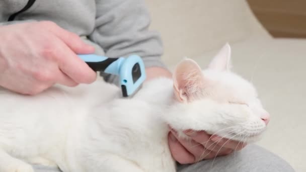 고양이와 손에는 동물의 다루는 털깎는 도구가 고양이를 손질의 — 비디오