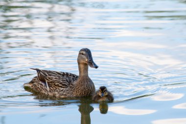 Benim hatun olduğunu