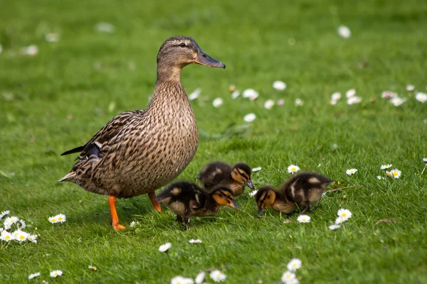 Madre pato con polluelos — Foto de Stock