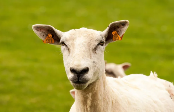 Sheep looking — Stock Photo, Image