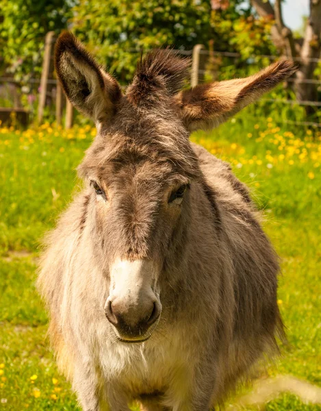Mule in a Field in sunny day — Stock Photo, Image