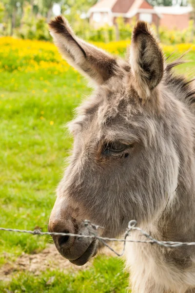 Close up donkey in a Field in sunny day — Stock Photo, Image