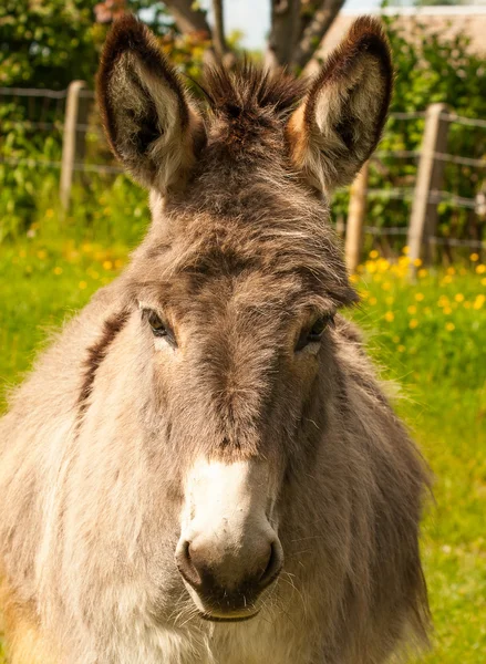 Nice donkey in a Field in sunny day — Stock Photo, Image