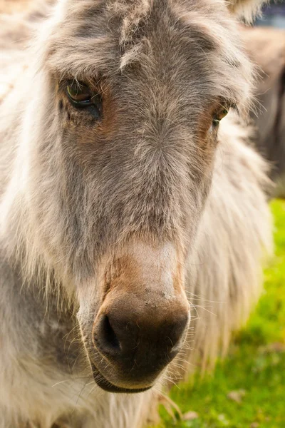 Portrait of a donkey in a Field in sunny day — Stock Photo, Image