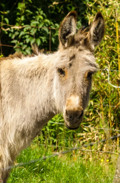 Donkey in a Field in sunny day — Stock Photo, Image
