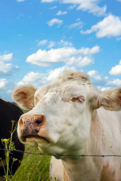 A cute cow smell a flower — Stock Photo, Image
