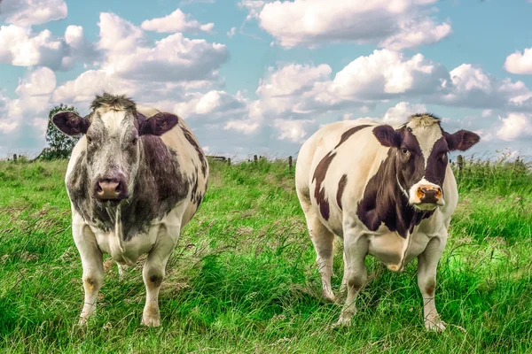 Two tough cows in the meadow — Stock Photo, Image