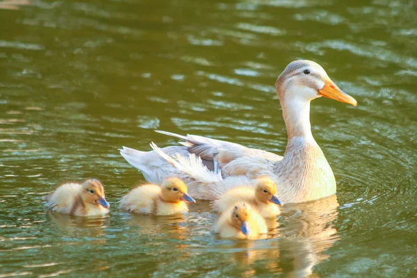 Meine lieben Jungen und Mädchen — Stockfoto