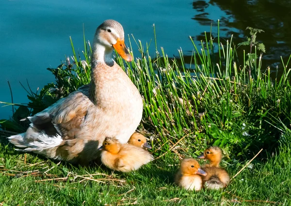 Look at my lovely chicks — Stock Photo, Image