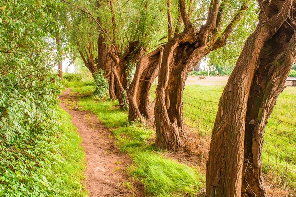 Landweg die door een boomsteeg loopt — Stockfoto