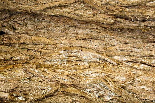 Corteccia di superficie ruvida di salice — Foto Stock