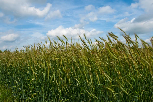 Grain veld onder een blauwe hemel met wolken — Stockfoto