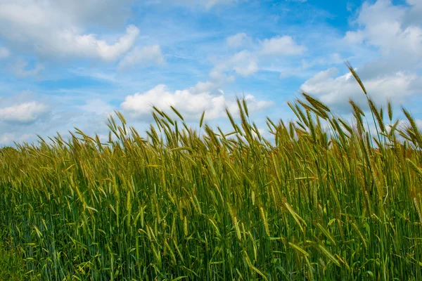 Campo di grano sotto un cielo blu con nuvole — Foto Stock