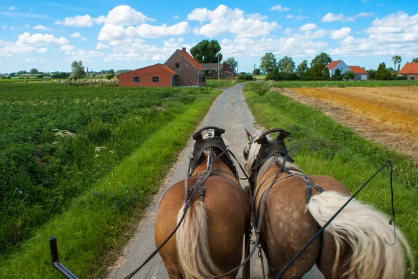 Door de Vlaamse velden met paarden en huifkar. — Stockfoto