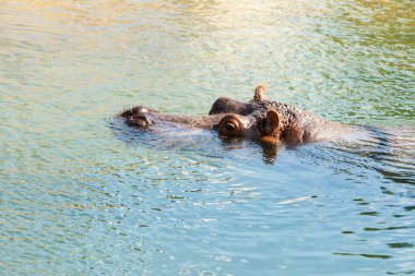 su aygırı hipopotam suda dinlenme.